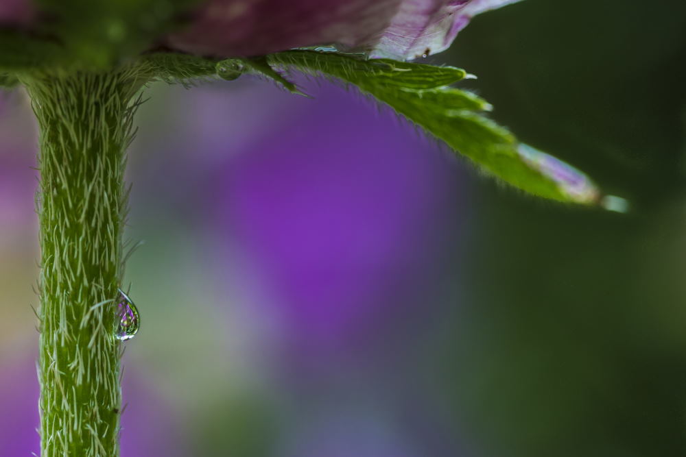 4. Platz Conny Kleiner